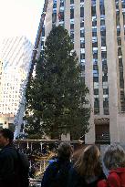 Christmas tree put up at NY's Rockefeller Center